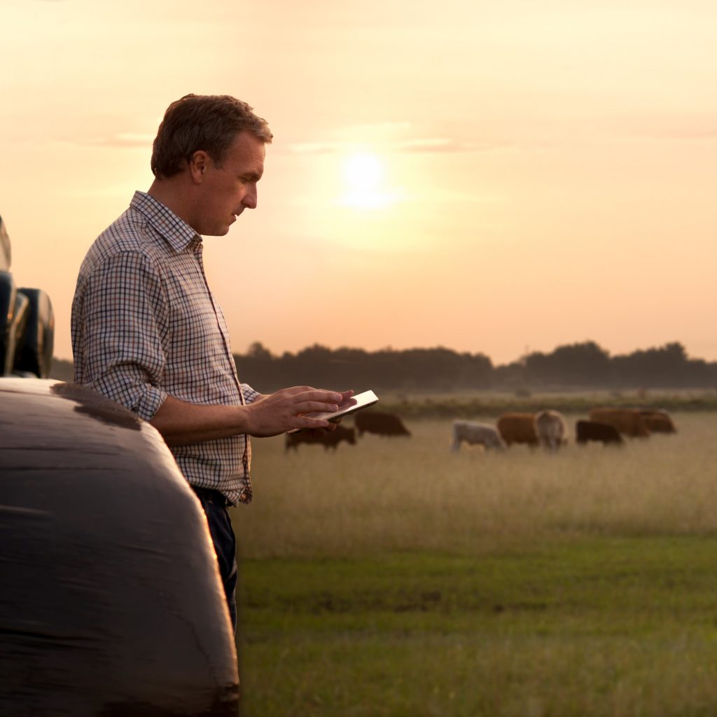 farmer checking his cattle